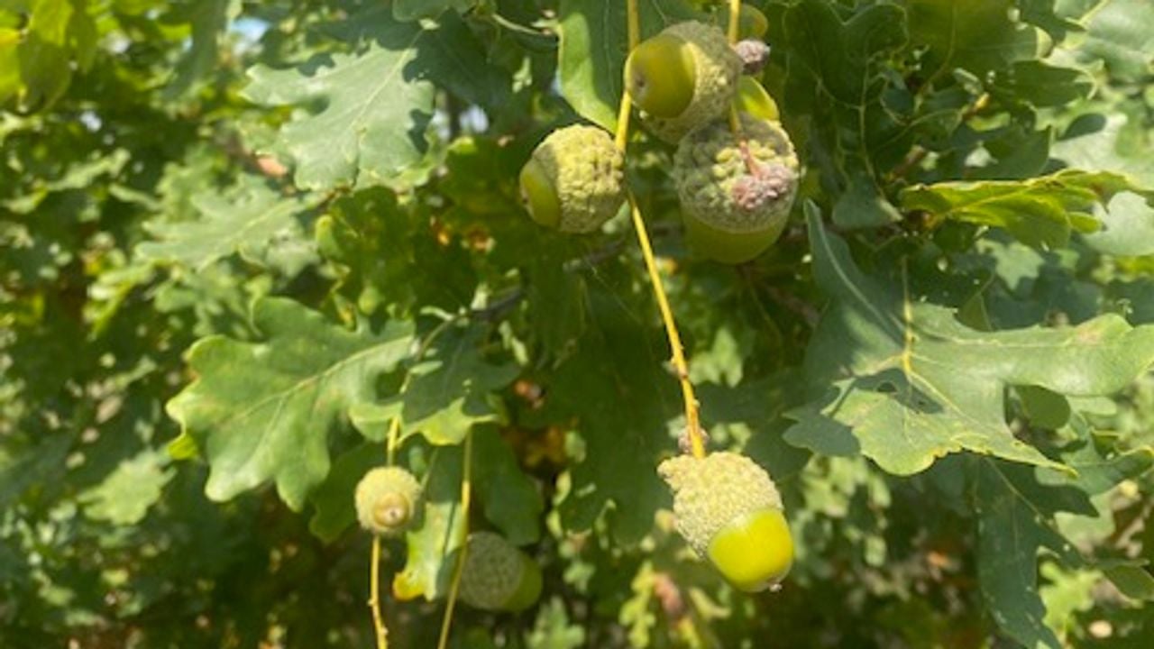 Eikels aan eikels foto Frans van Westering