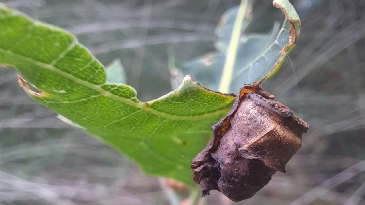 Een tonnetje gemaakt door de eikenbladrolkever (foto: Hans van Nunen).
