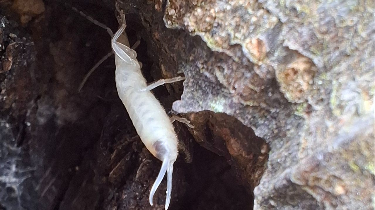 Een volwassen oorworm direct na de vervelling (foto: Marieke Treur).