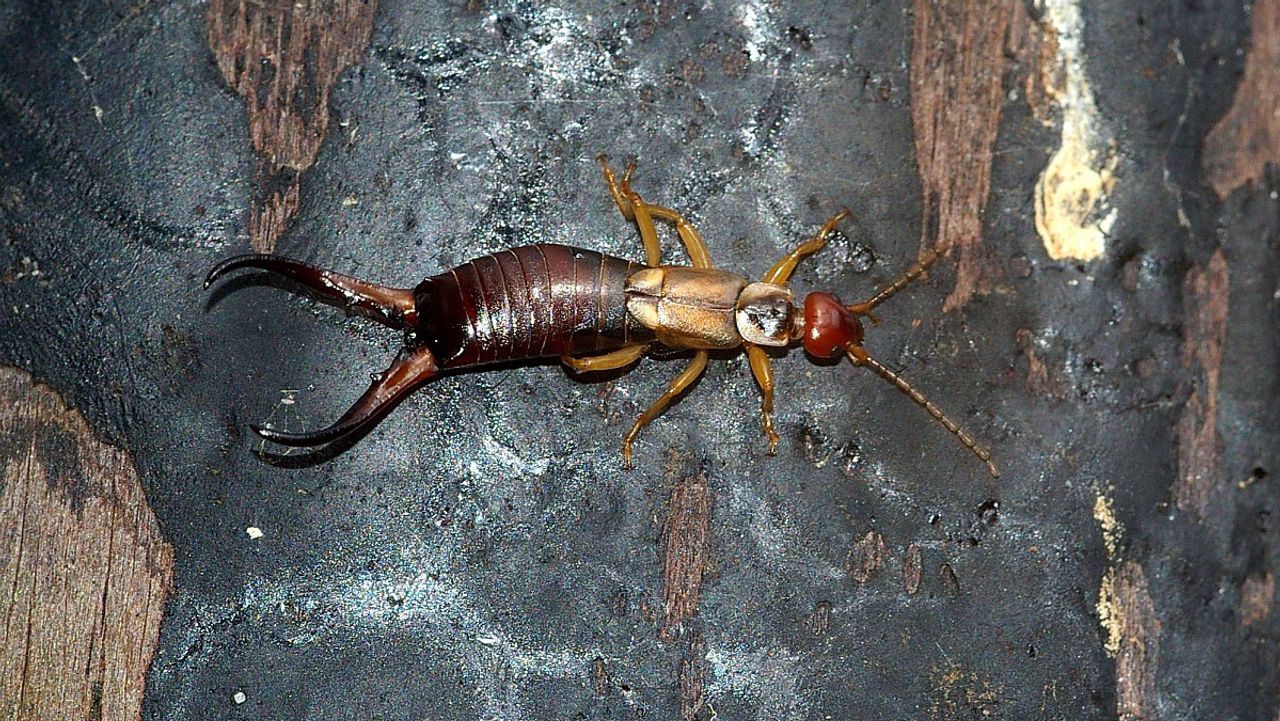 Een gewone oorworm (foto: Fitis Sytske Dijksen).