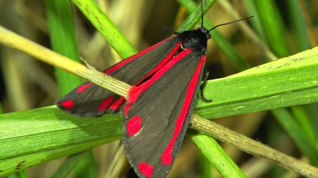 Een Sint-Jacobsvlinder.