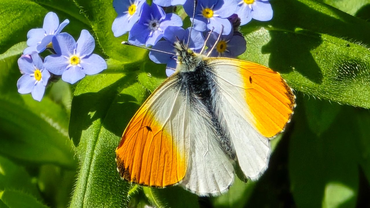 Een oranjetipje op vergeet-me-nietje (foto: Hetty Uijtdewilligen-van Hest).
