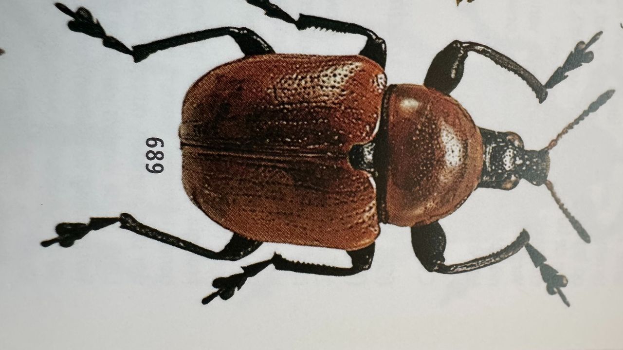 Een eikenbladroller.