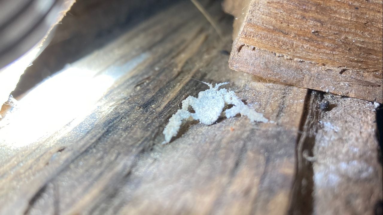 Een klein beestje tussen de houtblokken (foto: Jos Huybers).