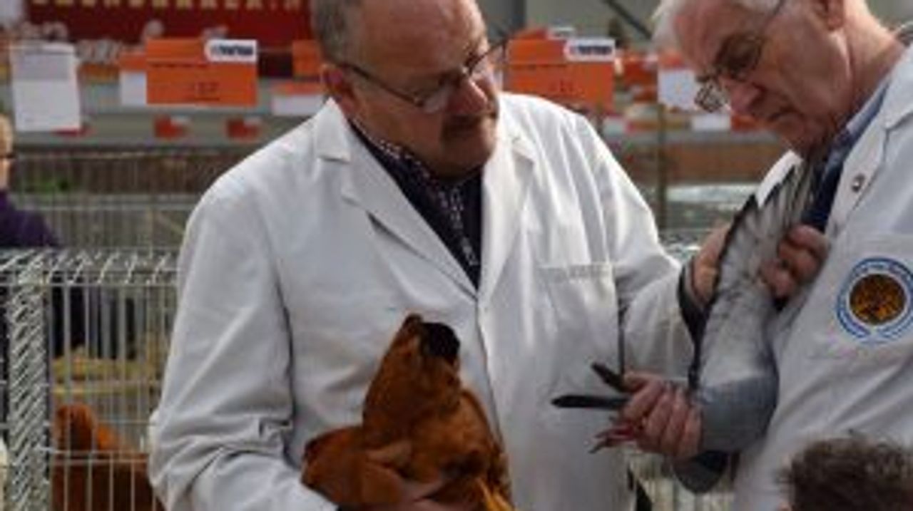 Een foto van een voorgaande editie (foto: Konijnen en pluimvee vereniging Waalwijk en Omstreken.)
