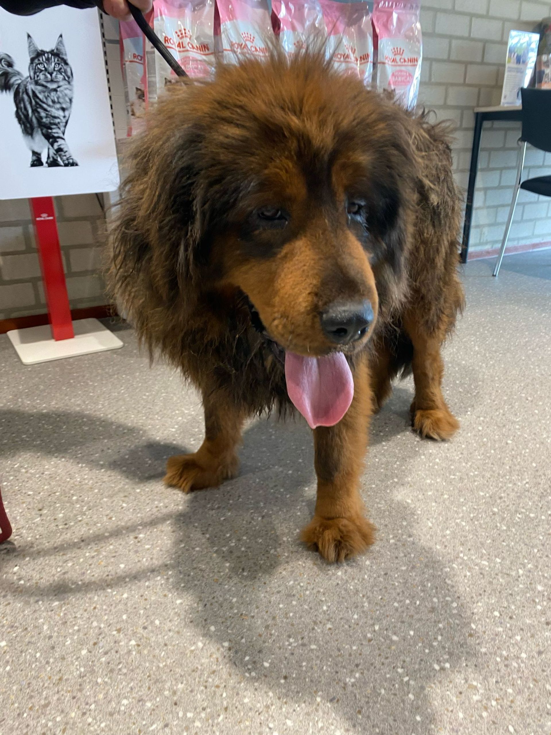 Rescued dog