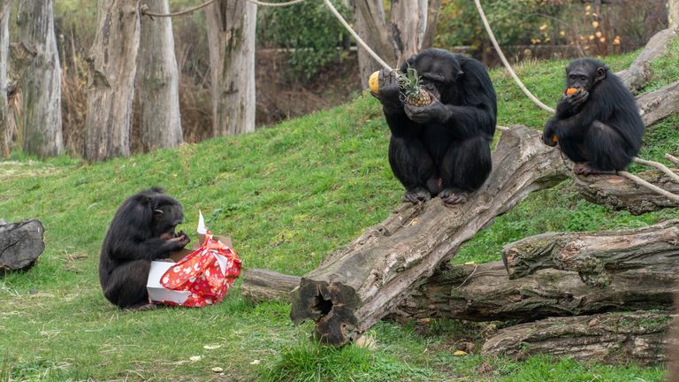 Samen smikkelen van al het lekkers dat Sinterklaas de apen bracht (foto: Dierenrijk).