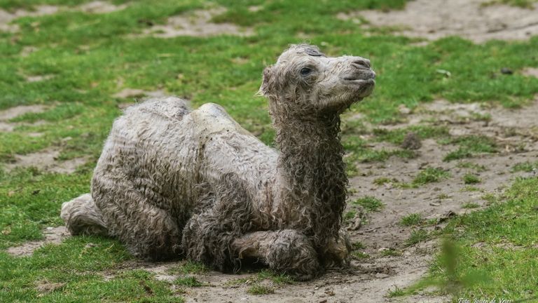 Het pasgeboren veulen (foto: ZooParc Overloon).