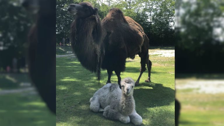 Moeder Mosi en haar pasgeboren zoon (Foto: ZooParc Overloon)..