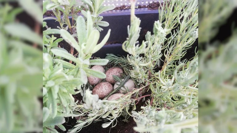 Mireille vond acht eieren tussen haar planten (Foto: Mireille). 