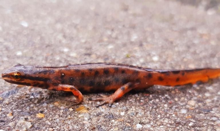 Een kleine watersalamander (foto: Pepijn).