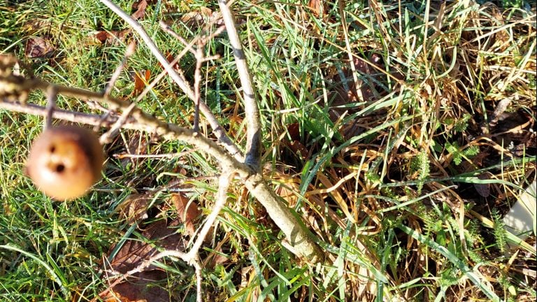 Een knikkergal (foto: Pieter Hermsen).