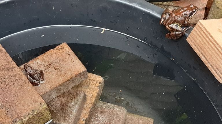 Bruine kikkers bij het trapje in de cementkuip(foto: Ester Fermin).