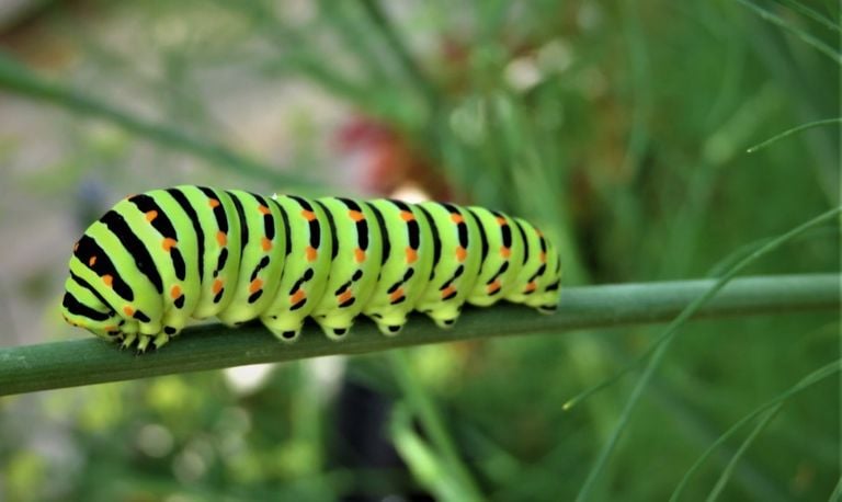 De rups van de koninginnenpage (foto: Harrie Brokken).