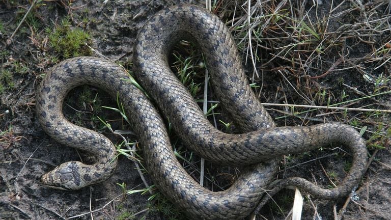 Een gladde slang (foto: Saxifraga/Mark Zekhuis).