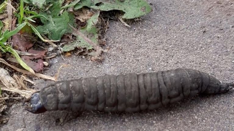 De larve van een waterkever (foto: Irma de Lange-Bolhuis).
