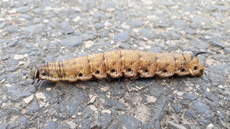 De rups van de windepijlstaart (foto: Martien van Helmond).