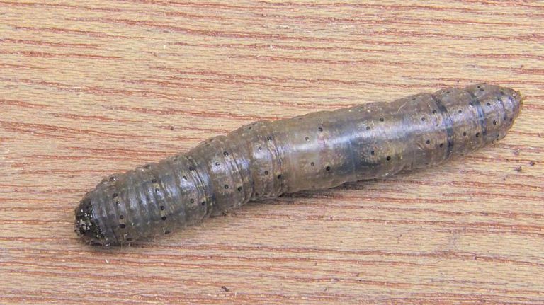Een larve van de langpootmug (foto: KAD).
