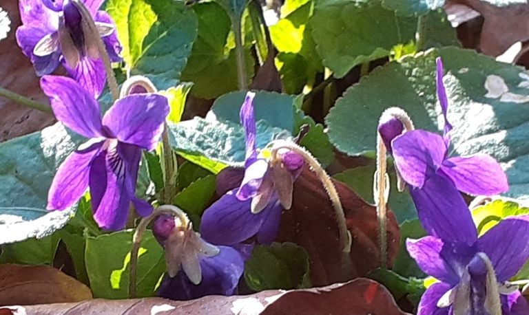 Het maarts viooltje is een van de vroege bloeiers, en een van de meest welriekende (foto: Mariëtte Diepens Corstiaans).