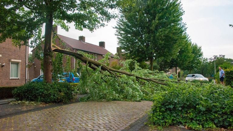 Boom door bliksem getroffen in Deurne (foto: Walter van Bussel/SQ Vision) 