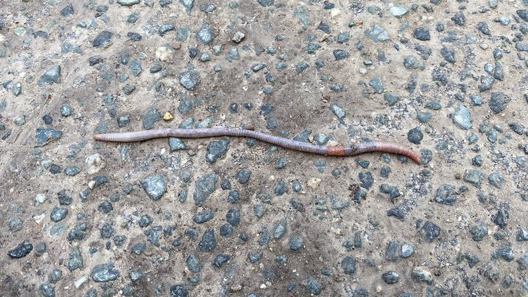 Een regenworm ontsnapt vanwege de vele regenval uit de bodem om ergens anders weer de bodem in te kruipen (foto: Pixabay).