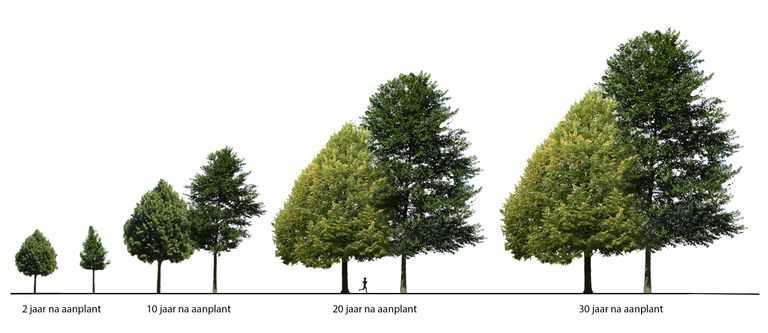 Het duurt 30 jaar voor de bomen volgroeid zijn (foto: gemeente Den Bosch)
