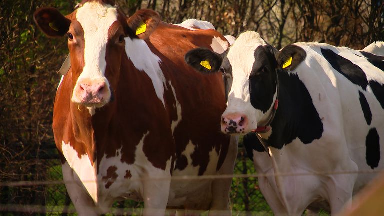 Twee van de koeien van Ad van de Meerakker in Eerde. (foto: Omroep Brabant) 