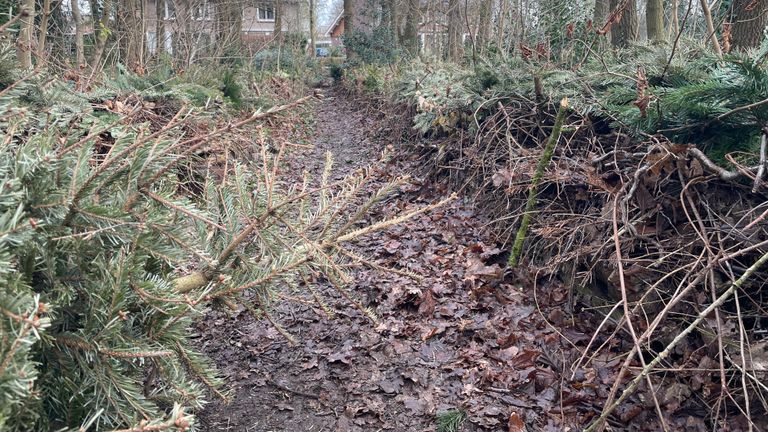 De wal van kerstbomen waar egels schuilen (Foto: René van Hoof)