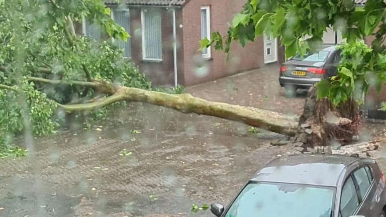 Aan de Berkelaar in Asten overleefde deze boom het noodweer niet. 