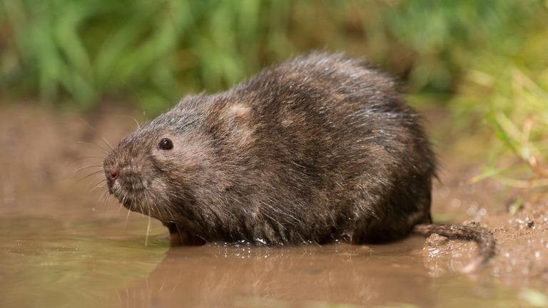 Een woelrat (foto: Paul van Hoof).