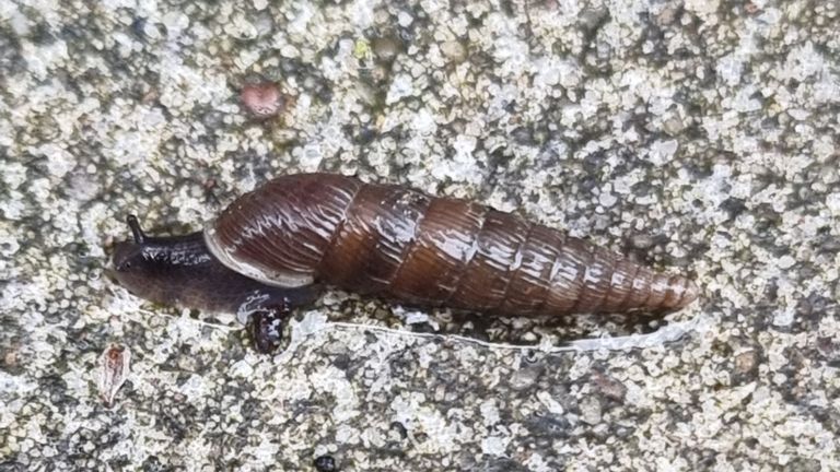 De grote clausilia (Foto: Freek Munniksma).