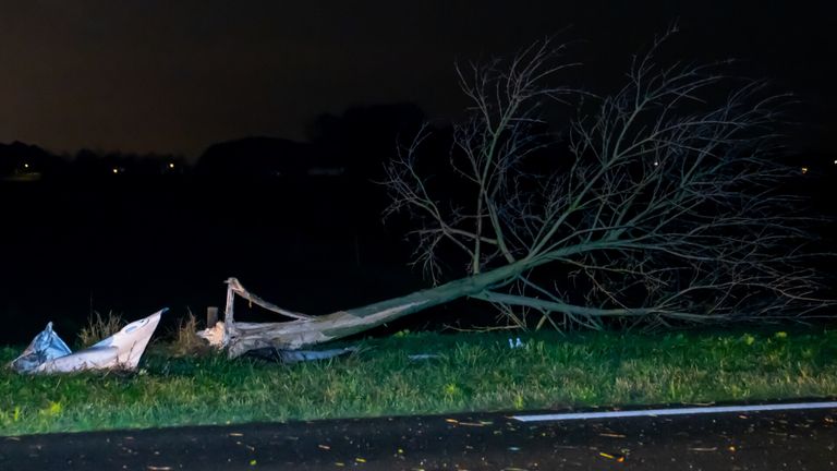 De automobilist reed een boom lans de N283 bij Meeuwen volledig uit de grond (foto: Iwan van Dun/SQ Vision).