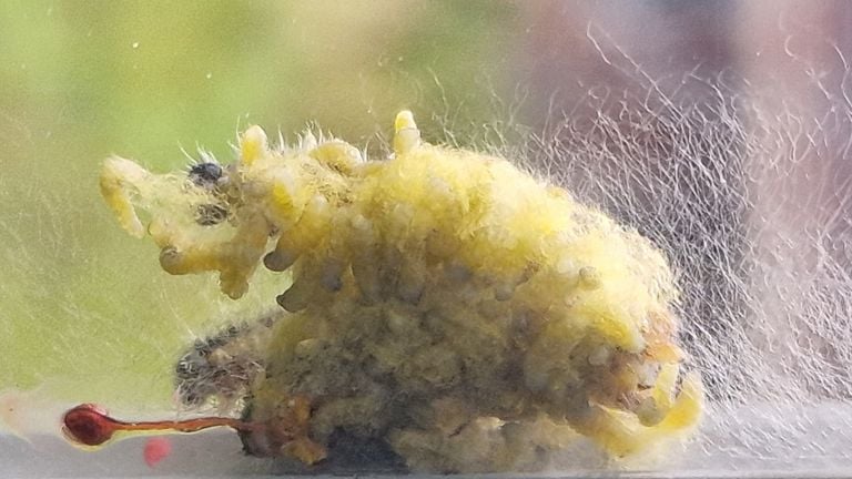 De rups van het groot koolwitje met parasieten (foto: Denise Heinsius).