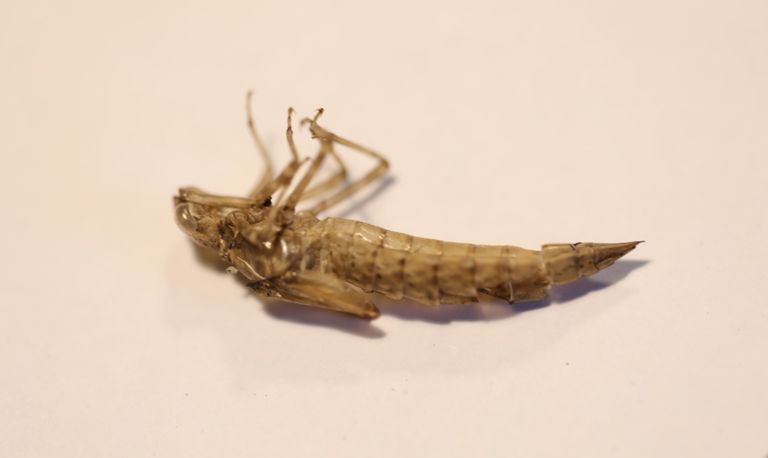 De lege huid van een grote libellensoort (foto: Adri Klaasse).