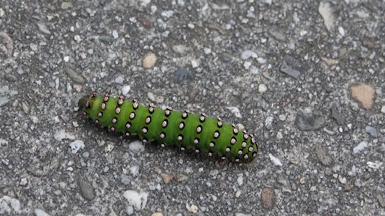 De rups van de nachtpauwoog (foto: Iris van Roosmalen).