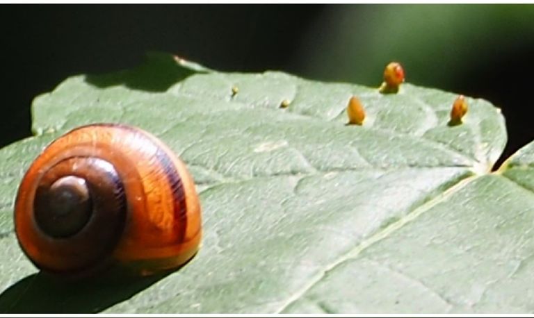 Een slak en drie beukengallen (foto: Willeke van Delft).