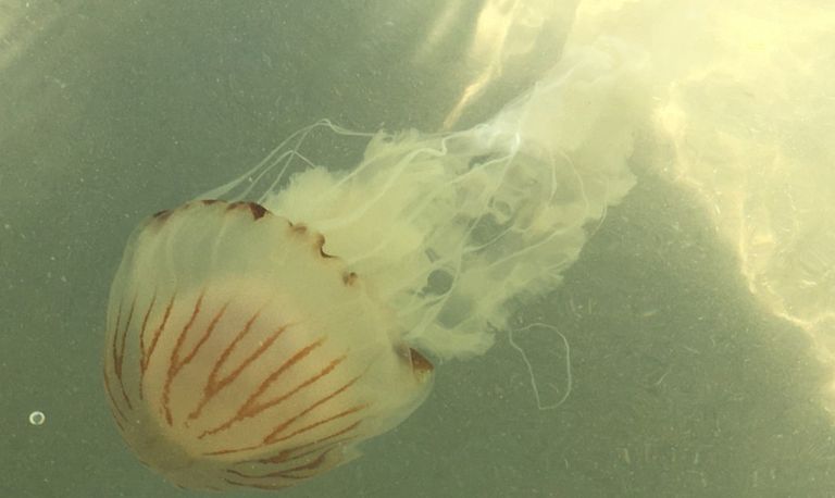 Een kompaskwal (foto: Joep Leijendekkers).