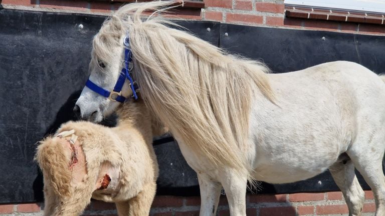 Moeder-pony wijkt geen moment van de zijde van het veulen (foto: Noël van Hooft).