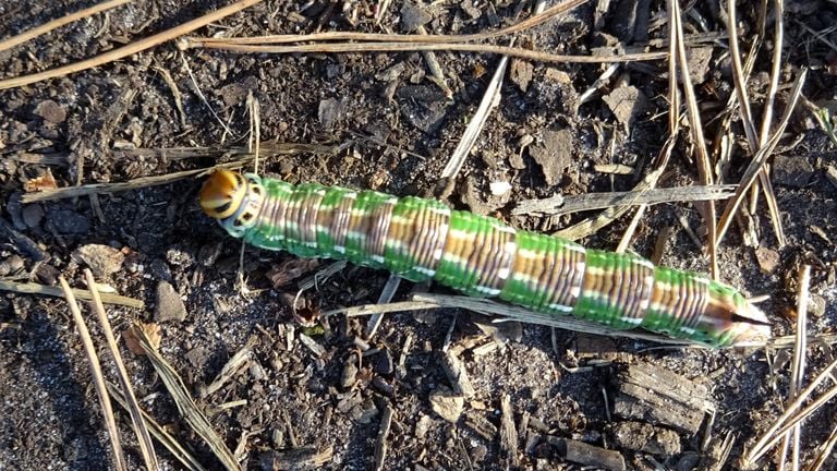 Een rups van de dennenpijlstaart, op pad naar een dennenboom (foto: Loes Westgeest).