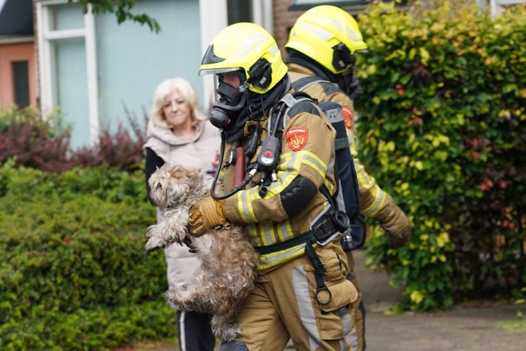 Eén van de geredde honden (foto: Jeroen Stuve/Persbureau Heitink).