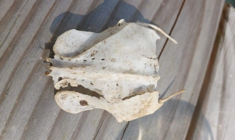 Het achterlijf van een vogel (foto: Ingrid Thijssen).