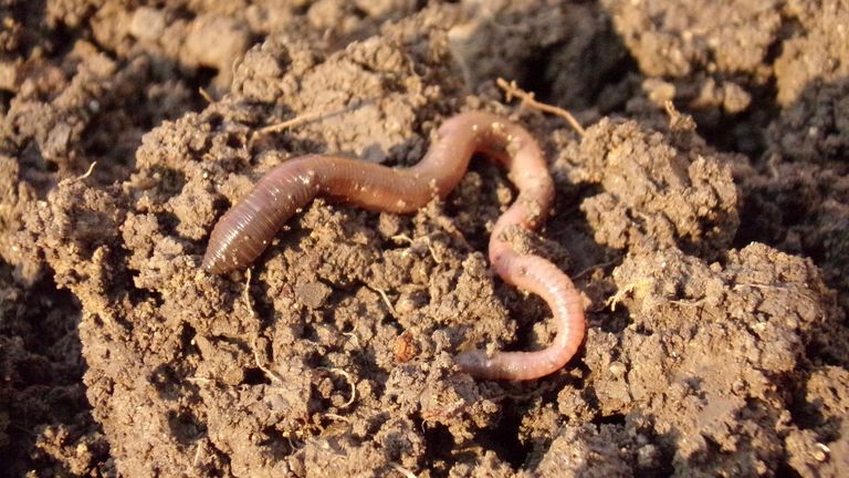Een regenworm (foto: Pixabay).
