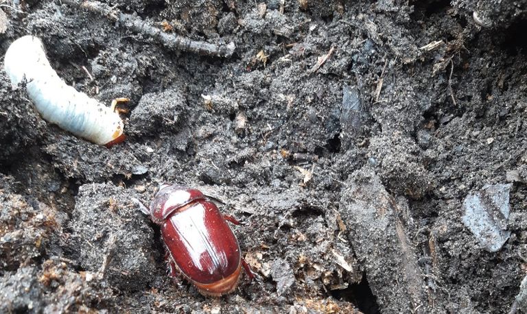 Een volwassen neushoornkever en larven van dit insect (foto: Antoon Krol).