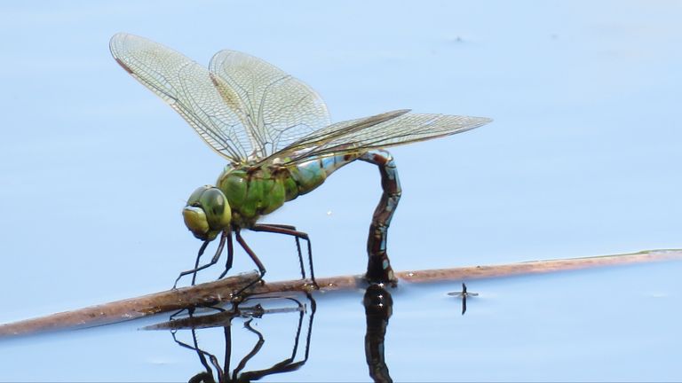 Het vrouwtje van de grote keizerlibel zet eitjes af (foto: André van Drunen).