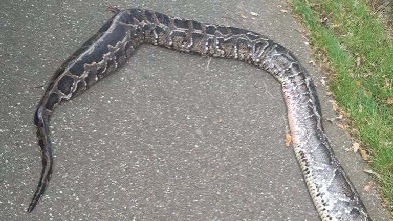 De python (foto: politieam Weerijs).