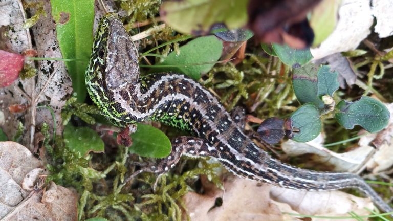 Een zandhagedis (foto: Marion van Ogtrop).