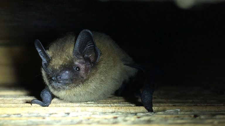 Een gewone dwergvleermuis (foto: Saxifraga/Jeroen Willemsen).