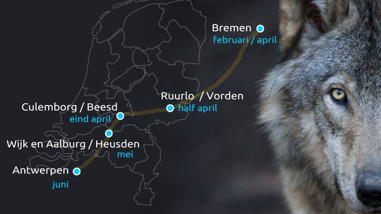 De route van de 'Heusdense' wolf.