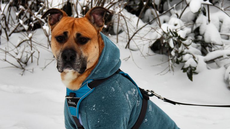 Deze hond in Oosterhout trekt er graag een jasje bij aan