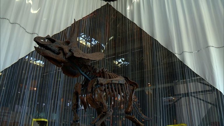 Het skelet van de Triceratops in de LocHal in Tilburg (foto: Thomas Wustman).